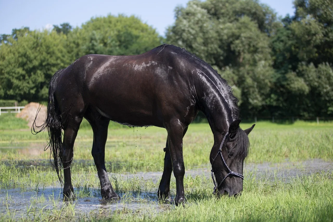 Ochraniacze dla konia — jak wybrać wygodne i skuteczne zabezpieczenie